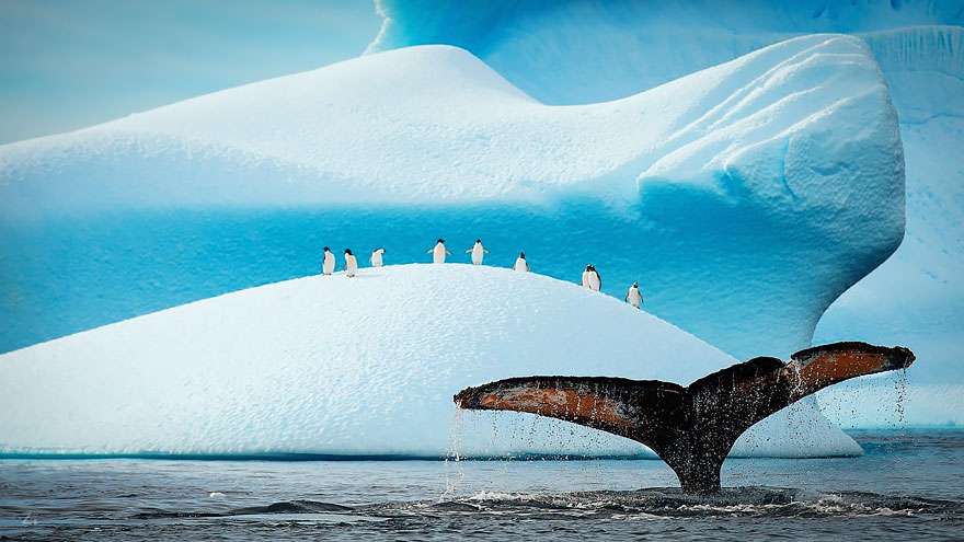 dia-mundial-ballenas-55